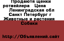 Продаютя щенки ротвейлера › Цена ­ 10 000 - Ленинградская обл., Санкт-Петербург г. Животные и растения » Собаки   